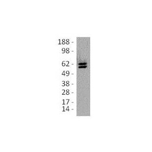 Cell lysates prepared from reduced mouse thymocytes were immunoblotted with 1 ug/mL of... View More