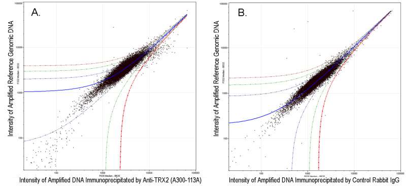 <b>ChIP-chip scatter plot of anti-TRX2 (A300-113A) enriched DNA binding sites versus input reference DNA. </b>A. 10 µg of A300-113A was used to immunoprecipitate chromatin from K562 cells according to Ren et al (Genes Dev. 2002 16: 245-256). Immunoprecipitated DNA and reference DNA were amplified via ligation-mediated PCR and the products labeled with fluorescent dUTPs. The labeled ChIP and reference DNA were pooled, hybridized to a DNA microarray, and analyzed. Data points below the +3 SD curve (red line) represent significantly enriched binding sites. B. As a control, a similar experiment was performed using normal rabbit IgG. Compared to the anti-TRX2<b> </b>ChIP, normal rabbit IgG showed little enrichment. <br />  <br />  <br />   <br />