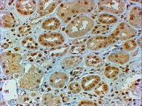 EB09408 (2µg/ml) staining of paraffin embedded Human Kidney. Steamed antigen retrieval with citrate buffer pH 6, HRP-staining.