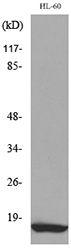Western blot analysis of lysate from HL-60 cells, using CCL4 Antibody.