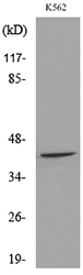 Western blot analysis of lysate from K562 cells, using RHAG Antibody.