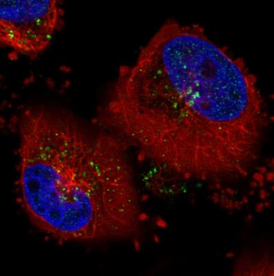 Immunocytochemistry/Immunofluorescence: VPS26 Antibody (CL2287) [NBP2-36754] - Staining in U251 cell line with Anti-VSP26A monoclonal antibody, showing distinct staining of endosomes in green. Microtubule- and nuclear probes are visualized in red and blue respectively (where available). Antibody staining is shown in green.