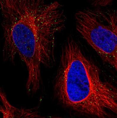 Immunocytochemistry/Immunofluorescence: VPS26 Antibody (CL2287) [NBP2-36754] - Staining in HeLa cell line with Anti-VSP26A monoclonal antibody, showing distinct staining of endosomes in green. Microtubule- and nuclear probes are visualized in red and blue respectively (where available). Antibody staining is shown in green.
