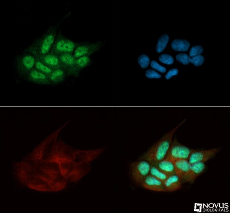 Immunocytochemistry/Immunofluorescence: TARDBP Antibody [NB110-55376] - TARDBP antibody was tested in MCF-7 cells with Dylight 488 (green). Nuclei and alpha-tubulin were counterstained with DAPI (blue) and Dylight 550 (red).