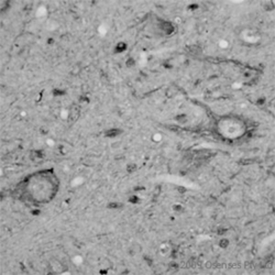 Immunohistochemistry: CACNA1I Antibody [NBP1-20109]-IHC on rat brain (paraffin section) using Rabbit antibody to a cytoplasmic domain of CACNA1I (Cav3.3): whole serum at 1 : 500 dilution incubated overnight at 4C.
