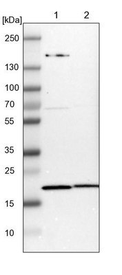 Western Blot: C6orf64 Antibody [NBP1-83781] - Lane 1: NIH-3T3 cell lysate (Mouse embryonic fibroblast cells); Lane 2: NBT-II cell lysate (Rat Wistar bladder tumour cells).