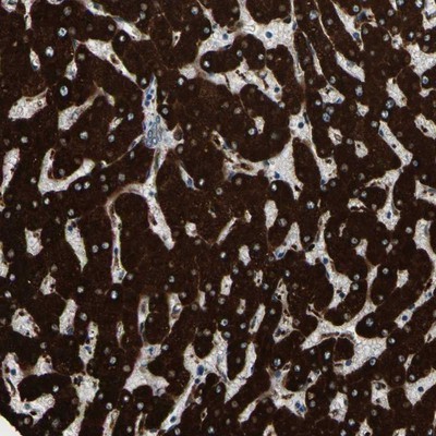 Immunohistochemistry-Paraffin: C6orf64 Antibody [NBP1-83781] - Staining of human liver shows strong cytoplasmic positivity in hepatocytes.