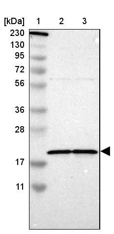 Western Blot: C6orf64 Antibody [NBP1-83781] - Lane 1: Marker [kDa] 230, 130, 95, 72, 56, 36, 28, 17, 11<br/>Lane 2: Human cell line RT-4<br/>Lane 3: Human cell line U-251MG sp