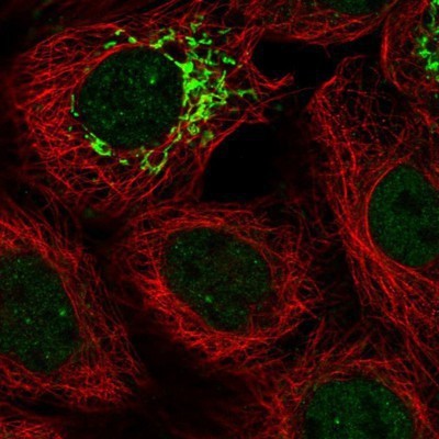 Immunocytochemistry/Immunofluorescence: RERE Antibody [NBP1-88838] - Staining of human cell line A-431 shows positivity in nucleus but not nucleoli & mitochondria.