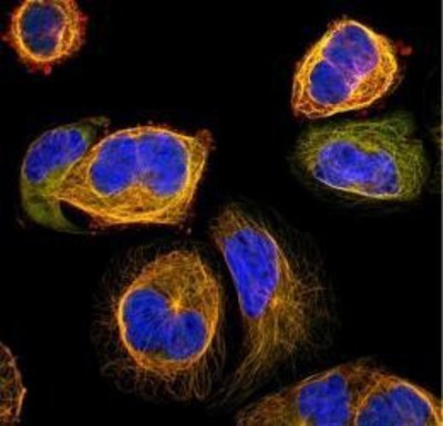 Immunocytochemistry/Immunofluorescence: HIC5 Antibody [NBP1-90116] - Staining of Cytoskeleton (microtubules) in Human cell line A-431 with anti-HIC5 Antibody.