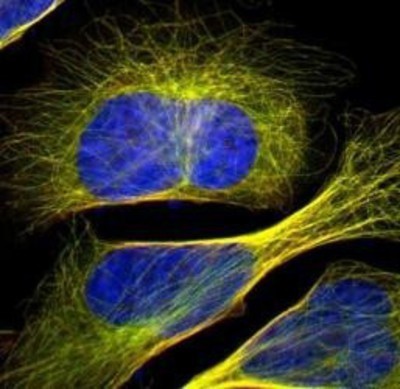 Immunocytochemistry/Immunofluorescence: HIC5 Antibody [NBP1-90116] - Immunofluorescent staining of human cell line U-2 OS shows positivity in cytoskeleton.