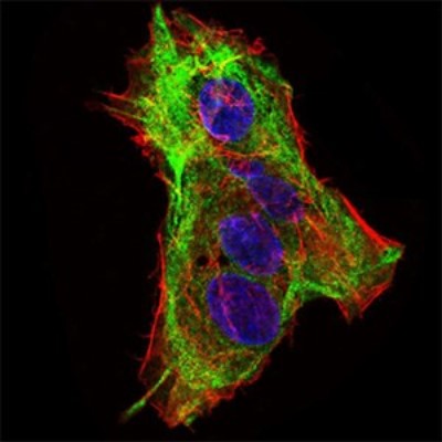 Immunocytochemistry/Immunofluorescence: SCP3/SYCP3 Antibody (6F9B6) [NBP2-37324] - Immunofluorescence analysis of HepG2 cells using SYCP3 mouse mAb (green). Blue: DRAQ5 fluorescent DNA dye. Red: Actin filaments have been labeled with Alexa Fluor-555 phalloidin.