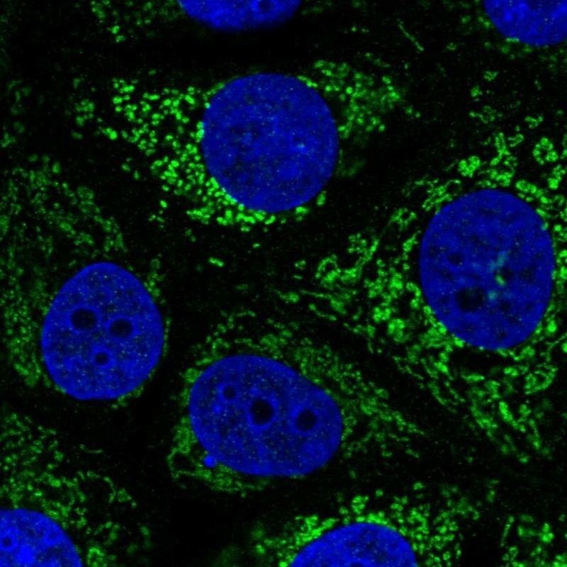 Immunocytochemistry/Immunofluorescence: SDHA Antibody [NBP2-32594] - Immunofluorescent staining of human cell line MCF-7 shows positivity in mitochondria.