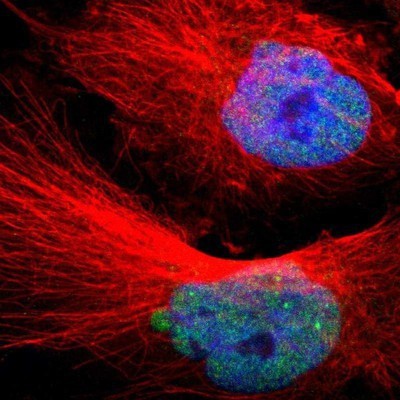 Immunocytochemistry/Immunofluorescence: MED15 Antibody [NBP1-89018] - Staining of human cell line U-251MG shows positivity in nucleus but not nucleoli.