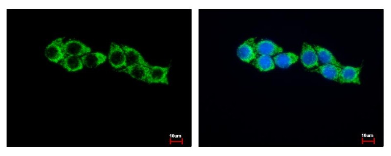 Immunocytochemistry/Immunofluorescence: HADHA Antibody [NBP1-33588] - Sample: HepG2 cells were fixed in -20C 100% MeOH for 5 min. Green: HADHA protein stained by HADHA antibody, Internal diluted at 1:500. Blue: Hoechst 33343 staining.