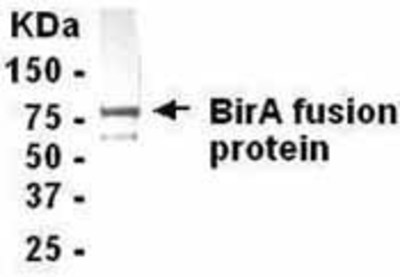 Western Blot: BirA Antibody [NB600-1098] - Western Blot:  E coli-derived fusion protein as test antigen. Affi-anti- BirA IgY dilution: 1:2000, Goat anti-IgY-HRP dilution: 1:1000. Colorimetric method for signal development. ( anti-birA )