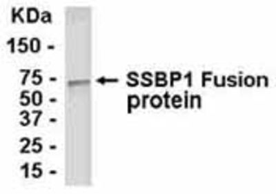 Western Blot: E coli-derived fusion protein as test antigen. Affinity-purified IgY dilution: 1:2000, Goat anti-IgY-HRP dilution: 1:1000. Colorimetric method for signal development. ( anti-SSBP1 )