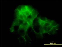 Immunocytochemistry/Immunofluorescence: PCDH1 Antibody (5D5) [H00005097-M01] - Immunofluorescence of monoclonal antibody to PCDH1 on A-431 cell . [antibody concentration 10 ug/ml]