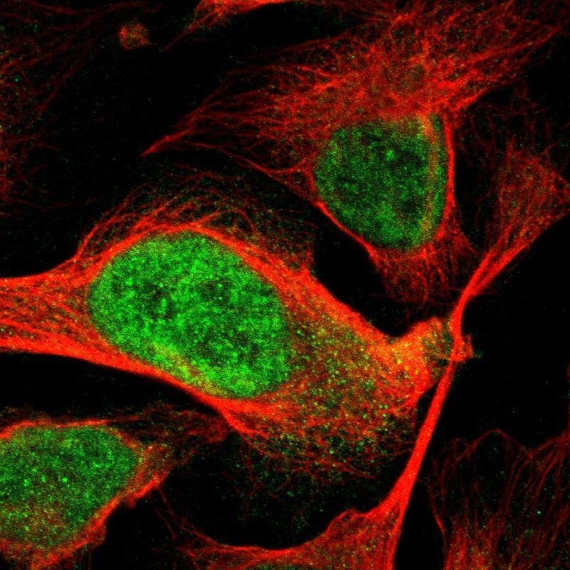 Immunocytochemistry/Immunofluorescence: MYL7 Antibody [NBP1-81016] - Staining of human cell line U-2 OS shows positivity in nucleus & nucleoli.