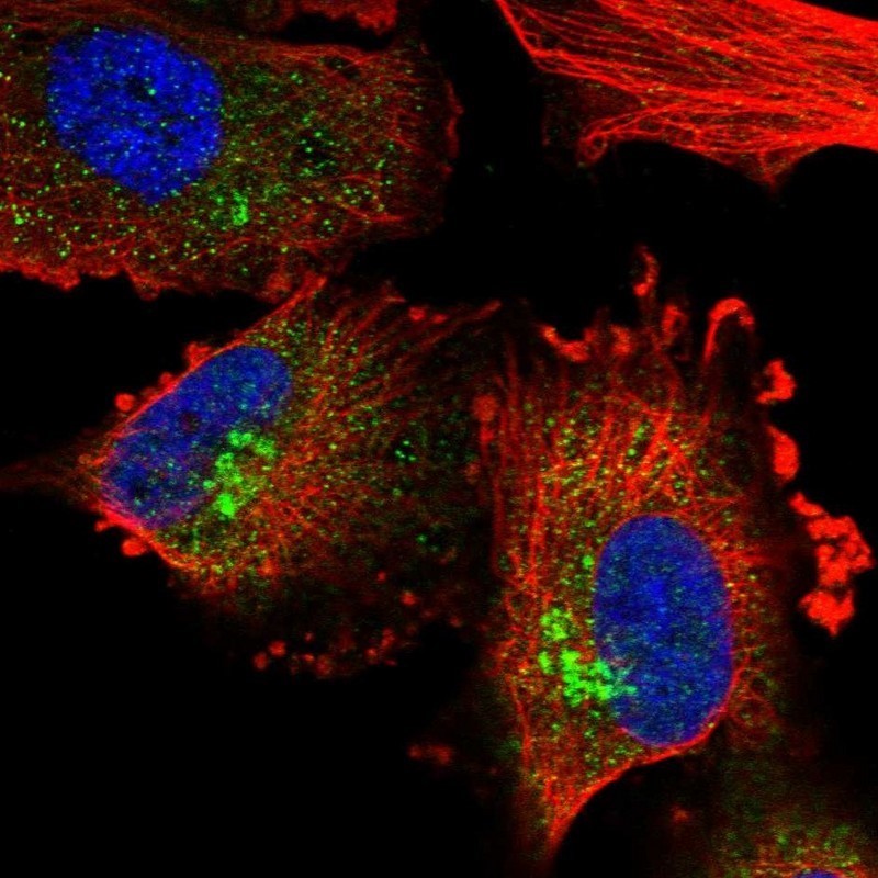 Immunocytochemistry/Immunofluorescence: PLEKHA3 Antibody [NBP2-32018] - Immunofluorescent staining of human cell line U-251 MG shows positivity in golgi apparatus.
