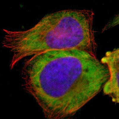 Immunocytochemistry/Immunofluorescence: TCP1-beta Antibody [NBP1-88146] - Staining of human cell line U-2 OS shows positivity in cytoplasm.