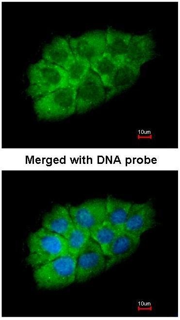 Immunocytochemistry/Immunofluorescence: IGF2BP2 Antibody [NBP1-33728] - Paraformaldehyde-fixed A549, using IGF2BP2 (NBP1-33728) antibody at 1:200 dilution.