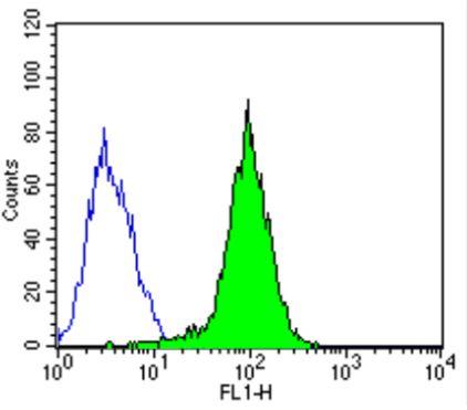 Flow Cytometry: Importin beta Antibody (3E9) [NB120-2811] - Analysis of Importin beta-1 in NIH-3T3 cells (green) compared to an isotype control (blue).