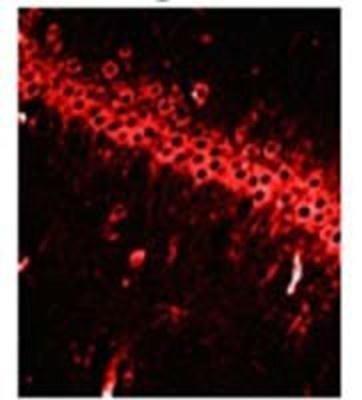 Immunocytochemistry/Immunofluorescence: NMDAR1 Antibody [NB100-74473] - Rat brain tissue.