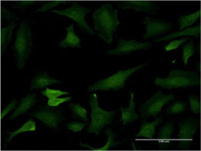 Immunocytochemistry/Immunofluorescence: BCL7C Antibody (1A4) [H00009274-M02] - Analysis of monoclonal antibody to BCL7C on HeLa cell. Antibody concentration 10 ug/ml.