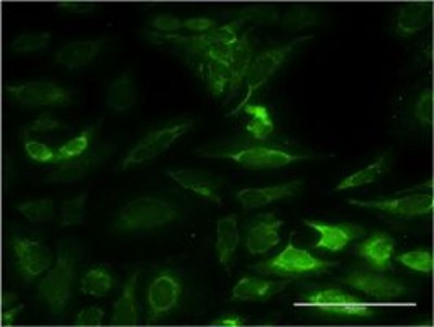 Immunocytochemistry/Immunofluorescence: NT5M Antibody (3E2) [H00056953-M02] - Analysis of monoclonal antibody to NT5M on HeLa cell. Antibody concentration 10 ug/ml.