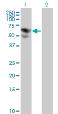 Western Blot: Biotinidase/BTD Antibody (3B10-2B3) [H00000686-M01] - Analysis of BTD expression in transfected 293T cell line by BTD monoclonal antibody (M01), clone 3B10-2B3.Lane 1: BTD transfected lysate(61.1 KDa).Lane 2: Non-transfected lysate.
