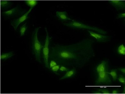 Immunocytochemistry/Immunofluorescence: PDE6D Antibody (4H6) [H00005147-M05] - Analysis of monoclonal antibody to PDE6D on HeLa cell. Antibody concentration 10 ug/ml