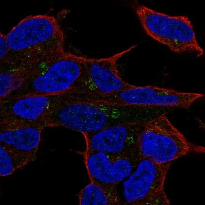 Immunocytochemistry/Immunofluorescence: Lyl1 Antibody [NBP2-57910] - Staining of human cell line SH-SY5Y shows localization to the Golgi apparatus.