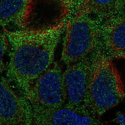 Immunocytochemistry/Immunofluorescence: MOCS1 Antibody [NBP2-57984] - Staining of human cell line CACO-2 shows localization to cytosol.