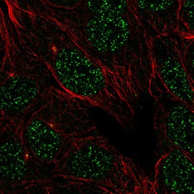 Immunocytochemistry/Immunofluorescence: IFLTD1 Antibody [NBP2-58693] - Staining of human cell line RT4 shows localization to nucleoplasm & centrosome.