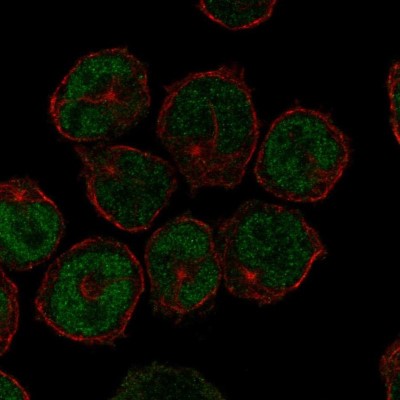 Immunocytochemistry/Immunofluorescence: UNCX Antibody [NBP2-56480] - Staining of human cell line NB-4 shows localization to nucleoplasm.