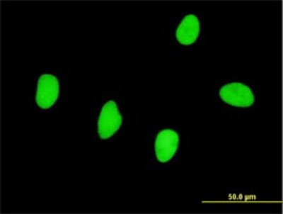 Immunocytochemistry/Immunofluorescence: RBMS2 Antibody (3B12) [H00005939-M01] - Analysis of monoclonal antibody to RBMS2 on HeLa cell. Antibody concentration 10 ug/ml.