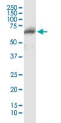 Western Blot: Complement Factor H-related 5/CFHR5 Antibody [H00081494-B01P] - Analysis of CFHR5 expression in human kidney.