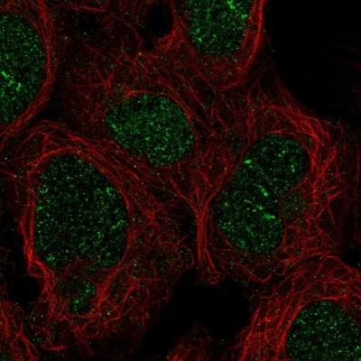 Immunocytochemistry/Immunofluorescence: ZNF212 Antibody [NBP2-58705] - Staining of human cell line HEK 293 shows localization to nucleus.