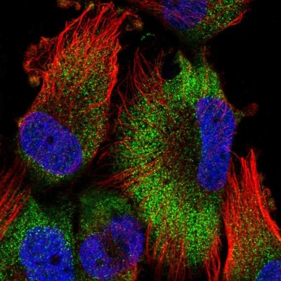 Immunocytochemistry/Immunofluorescence: ATPAF2 Antibody [NBP2-56882] - Staining of human cell line U-251 MG shows localization to cytosol.