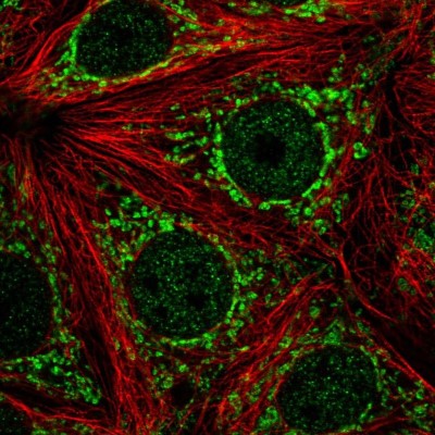 Immunocytochemistry/Immunofluorescence: ATP5J2 Antibody [NBP2-57076] - Staining of human cell line MCF7 shows localization to nucleoplasm & mitochondria.