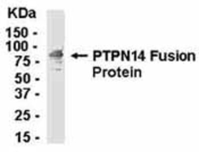 Western Blot: E coli-derived fusion protein as test antigen. Affinity-purified IgY dilution: 1:2000, Goat anti-IgY-HRP dilution: 1:1000. Colorimetric method for signal development. (anti-PTPN14)