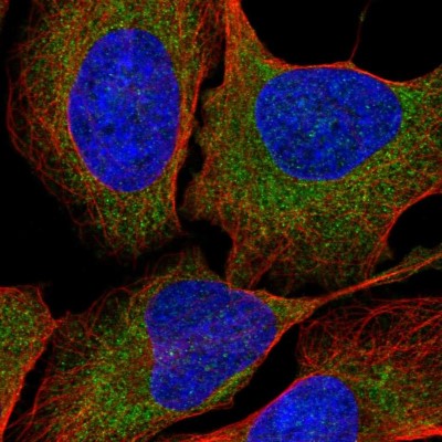 Immunocytochemistry/Immunofluorescence: RNF160 Antibody [NBP2-57180] - Staining of human cell line U-2 OS shows localization to cytosol.