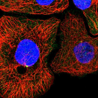 Immunocytochemistry/Immunofluorescence: KIF6 Antibody [NBP2-57091] - Staining of human cell line HaCaT shows localization to centrosome.