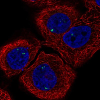 Immunocytochemistry/Immunofluorescence: INCA1 Antibody [NBP2-56222] - Staining of human cell line HaCaT shows localization to nuclear bodies.