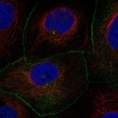 Immunocytochemistry/Immunofluorescence: AMOTL2 Antibody [NBP2-57184] - Staining of human cell line CACO-2 shows localization to centrosome & cell junctions.