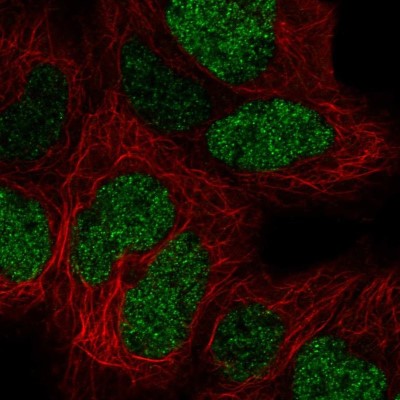 Immunocytochemistry/Immunofluorescence: CTR9 Antibody [NBP2-57251] - Staining of human cell line HEK 293 shows localization to nucleoplasm.