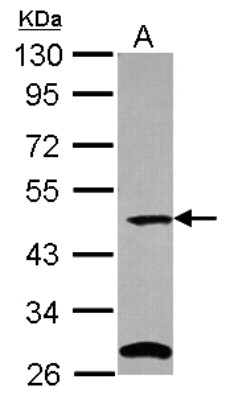 Western Blot: C9orf43 Antibody [NBP2-15654] - Sample (30 ug of whole cell lysate) A: A549 10% SDS PAGE gel, diluted at 1:1000.