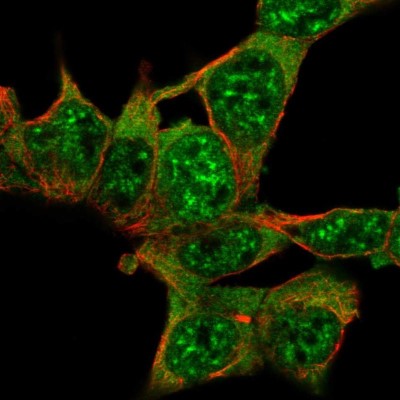 Immunocytochemistry/Immunofluorescence: XE7 Antibody [NBP2-56088] - Staining of human cell line HEK 293 shows localization to nuclear speckles & cytosol.