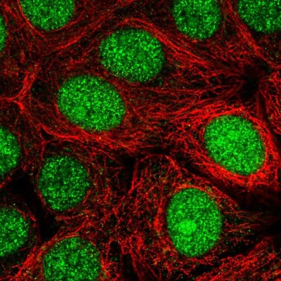 Immunocytochemistry/Immunofluorescence: MRFAP1 Antibody [NBP2-58121] - Staining of human cell line MCF7 shows localization to nucleus.